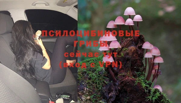 прущие грибы Дмитриев